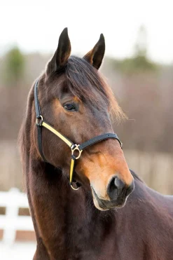 Finntack Pro syntetisk Yankee nylongrime med åpningsmulighet over mulen