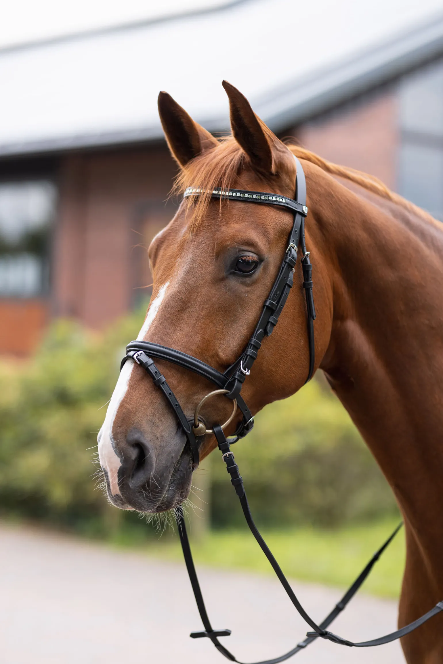 Horze Weston hodelag