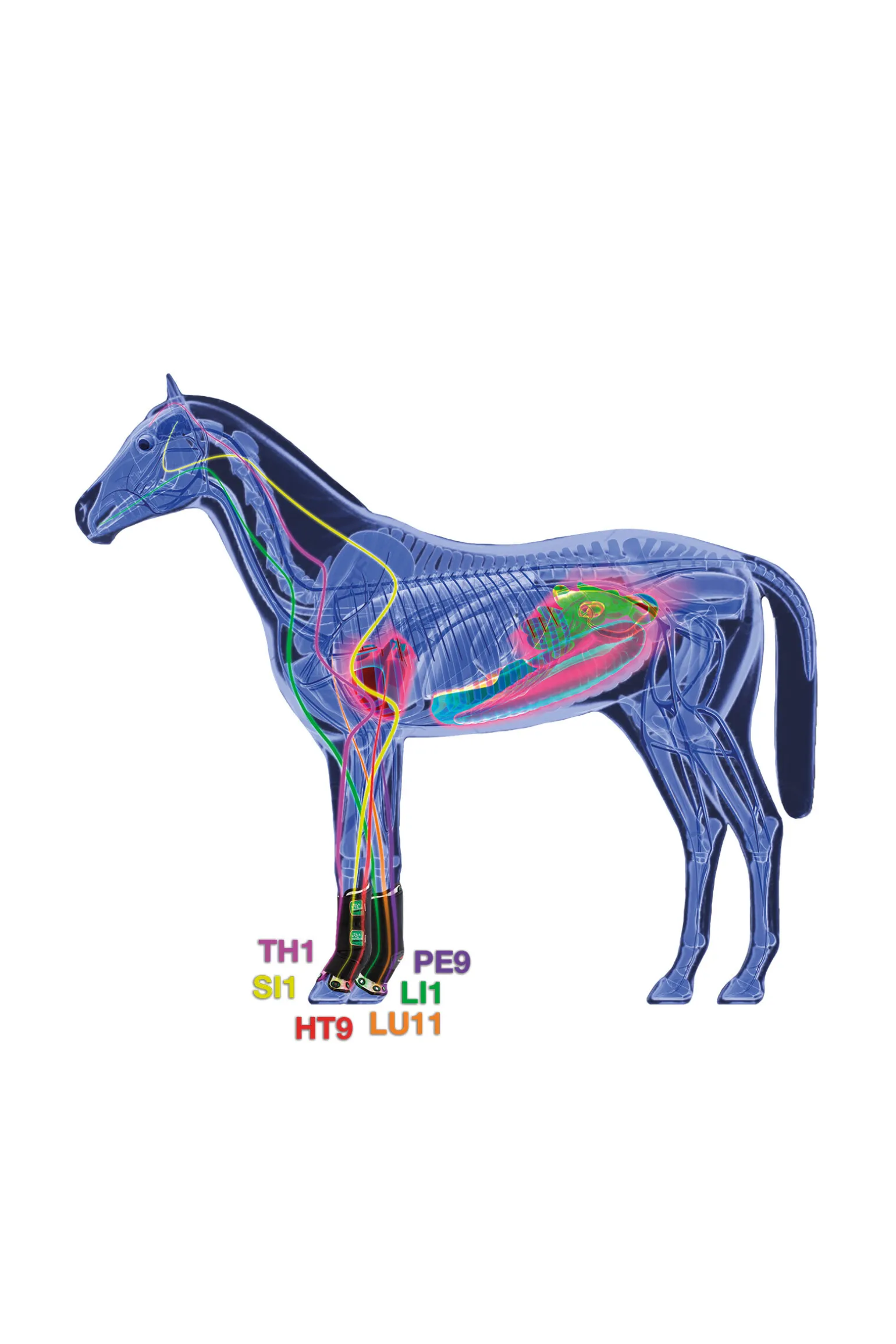 Zandona Air terapeutisk støttebelegg frambein